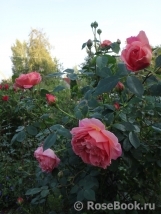 Pink Lady of Shalott Pink Lady of Shalott