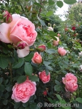 Pink Lady of Shalott Pink Lady of Shalott