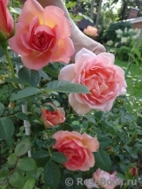 Pink Lady of Shalott Pink Lady of Shalott