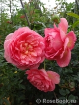 Pink Lady of Shalott Pink Lady of Shalott