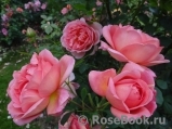 Pink Lady of Shalott Pink Lady of Shalott
