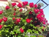 Florentina - Florentina -