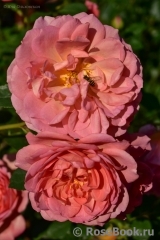 Pink Lady of Shalott Pink Lady of Shalott