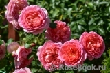 Pink Lady of Shalott Pink Lady of Shalott