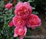 Pink Lady of Shalott Pink Lady of Shalott