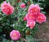 Pink Lady of Shalott Pink Lady of Shalott