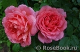 Pink Lady of Shalott Pink Lady of Shalott