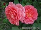 Pink Lady of Shalott Pink Lady of Shalott