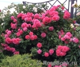 Rosarium Uetersen Rosarium Uetersen