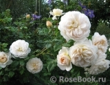 Crocus Rose® 