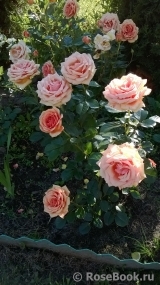 Ashram Ashram