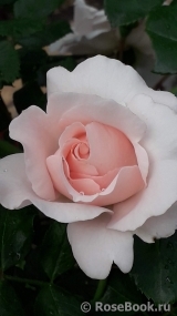 Morden Blush Morden Blush