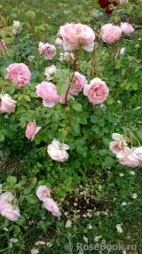 Abraham Darby Abraham Darby