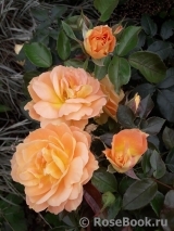 Bernstein-Rose Bernstein-Rose