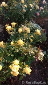 Golden Border Golden Border