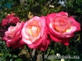 Rose Gaujard Rose Gaujard