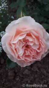 Abraham Darby Abraham Darby