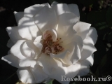 Edelweiss Edelweiss