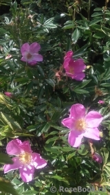 Rosa nitida 'Kebu' Rosa nitida 'Kebu'