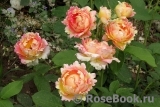 Rose des Cisterciens Rose des Cisterciens
