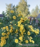 Persian Yellow Persian Yellow