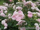 Morden Blush Morden Blush