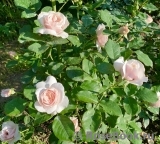 Claire Rose Claire Rose