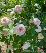 Claire Rose Claire Rose