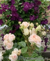 Madame Anisette ® Madame Anisette ®