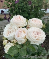 Madame Anisette ® Madame Anisette ®