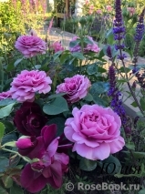 Lavender Ice Lavender Ice