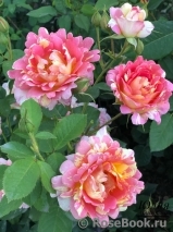 Rose des Cisterciens Rose des Cisterciens