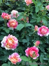 Rose des Cisterciens Rose des Cisterciens