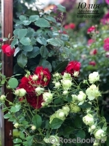 Lovely Green ® Lovely Green ®