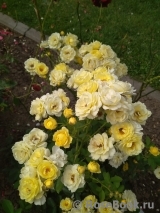 Golden Border Golden Border