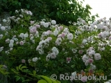 Paul’s Himalayan Musk 