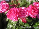 Rose Gaujard  