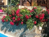 Red Cascade Red Cascade