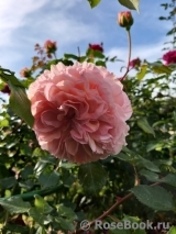 Abraham Darby Abraham Darby