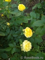 Golden Border Golden Border
