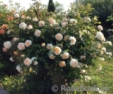 Crocus Rose® Crocus Rose®