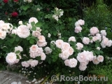 Morden Blush Morden Blush