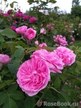 Gertrude Jekyll Gertrude Jekyll