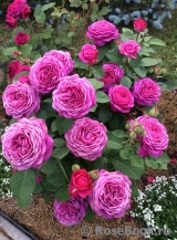 Heidi Klum Rose Heidi Klum Rose