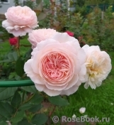 A Shropshire Lad A Shropshire Lad