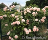 Rose de Tolbiac ® Rose de Tolbiac ®