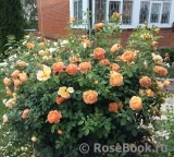 Lady of Shalott 
