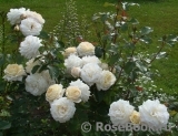 White Gold White Gold