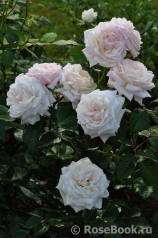 White Gold White Gold