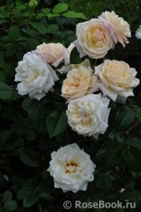 White Gold White Gold